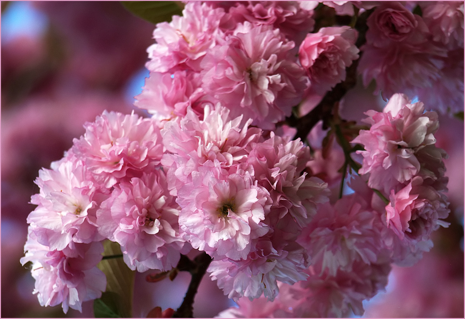 Voir le printemps en rose 