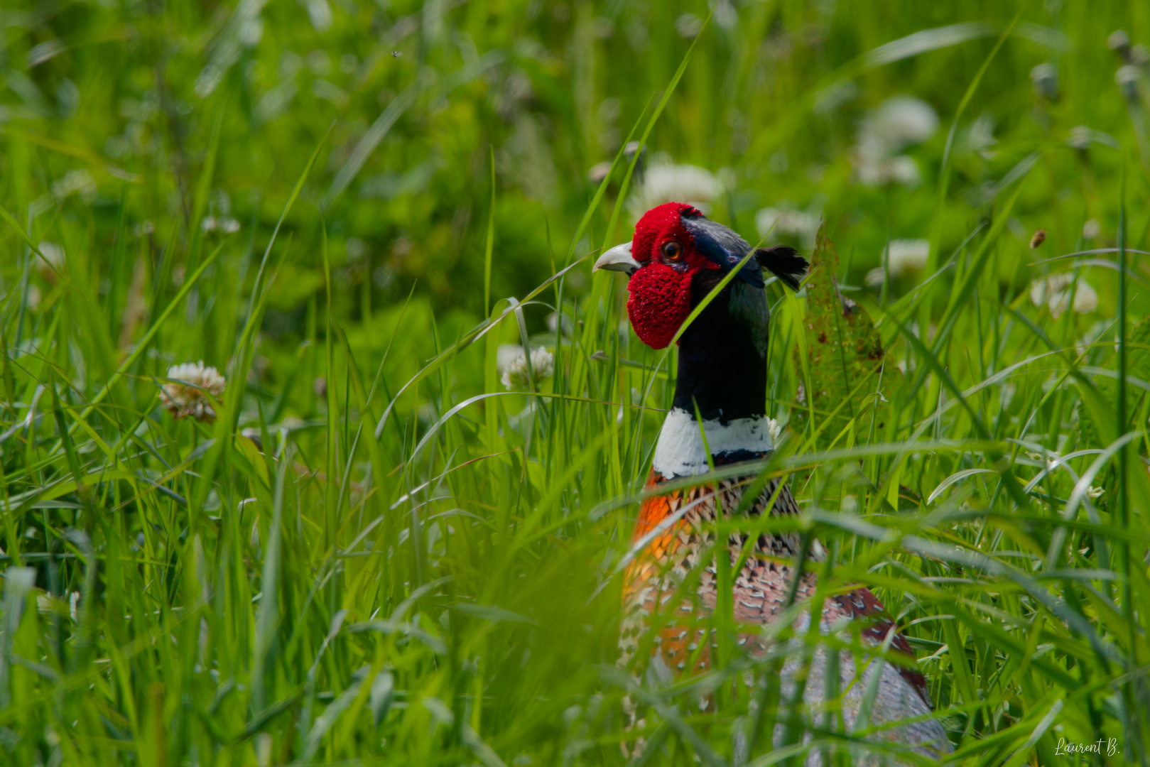 Voir rouge