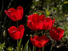 Voir rouge …en toute sérénité… ! -- In aller Ruhe….Rot sehen… !