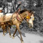 Voiture a cheval