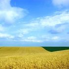 Vojvodina Field, July 2006