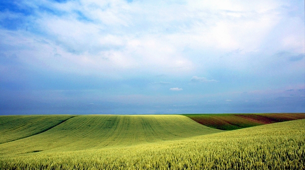 Vojvodina Field, June 2006