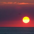 Vol au coucher du soleil