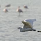 vol au dessus d'un nid de flamants