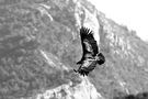 Vol au dessus d'un nid de vautour de Marine Servant 