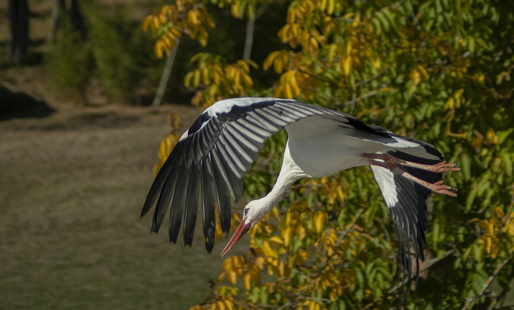 Vol automnal (Ciconia ciconia, cigogne blanche)