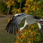 Vol automnal (Ciconia ciconia, cigogne blanche)