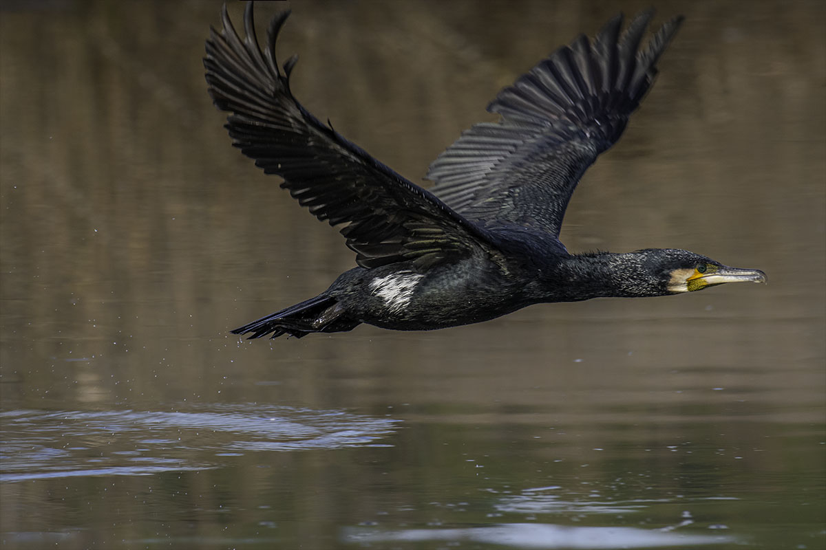 VOL CORMORAN plein cadre et no crop