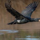 VOL CORMORAN plein cadre et no crop