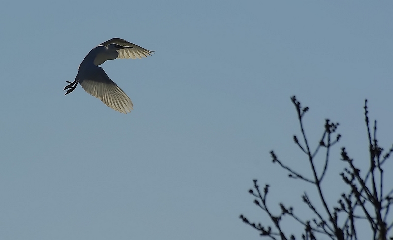 vol d'aigrette