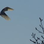 vol d'aigrette