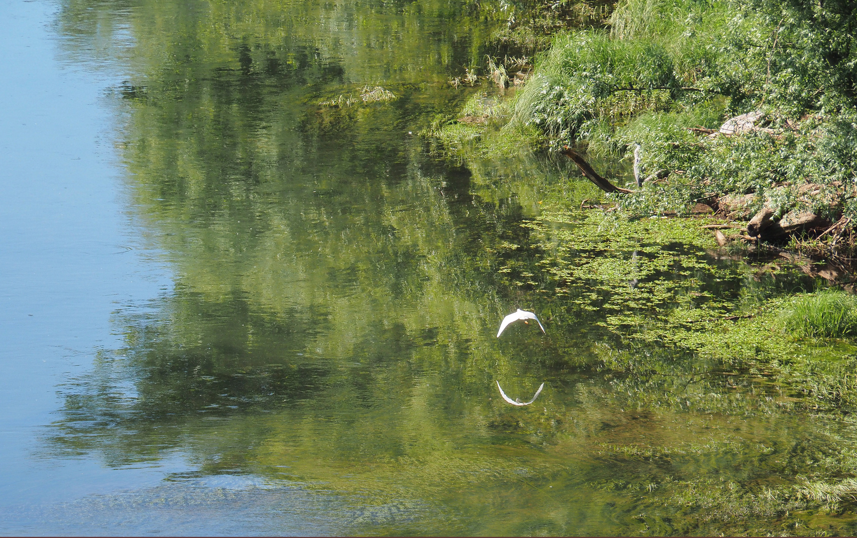 Vol d’aigrette garzette et reflets en bord de Garonne