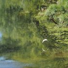 Vol d’aigrette garzette et reflets en bord de Garonne