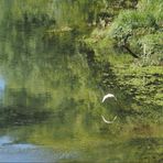 Vol d’aigrette garzette et reflets en bord de Garonne