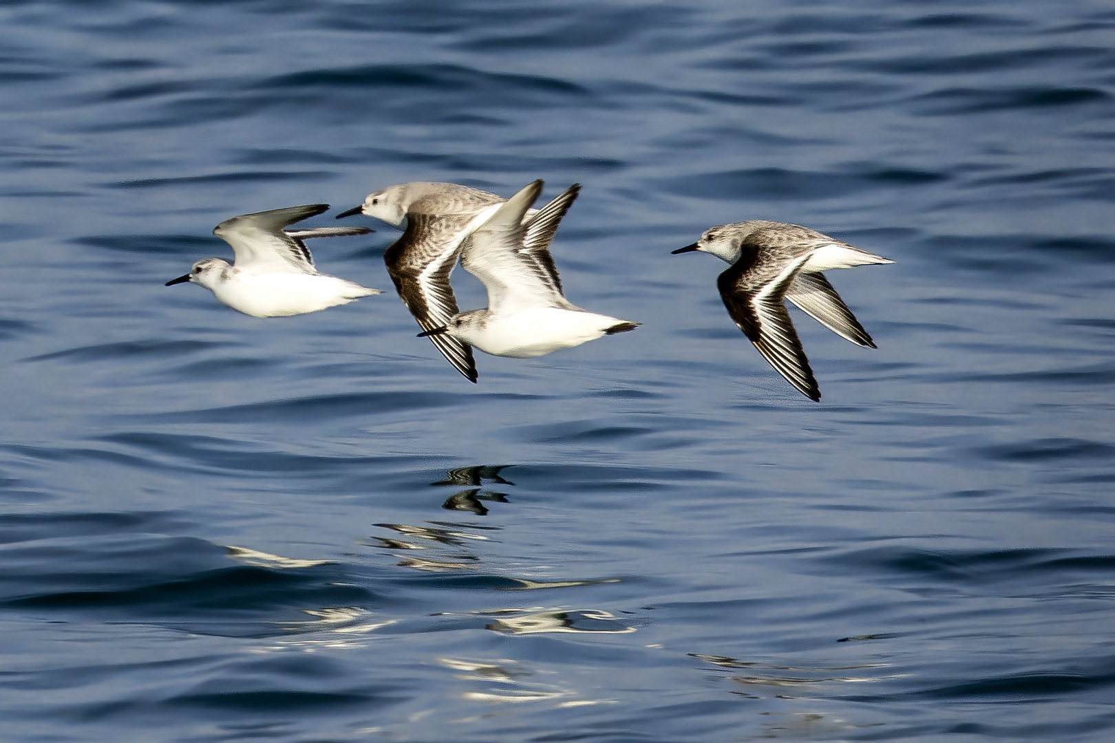 Vol de bécasseaux sanderling