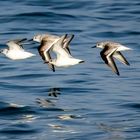 Vol de bécasseaux sanderling