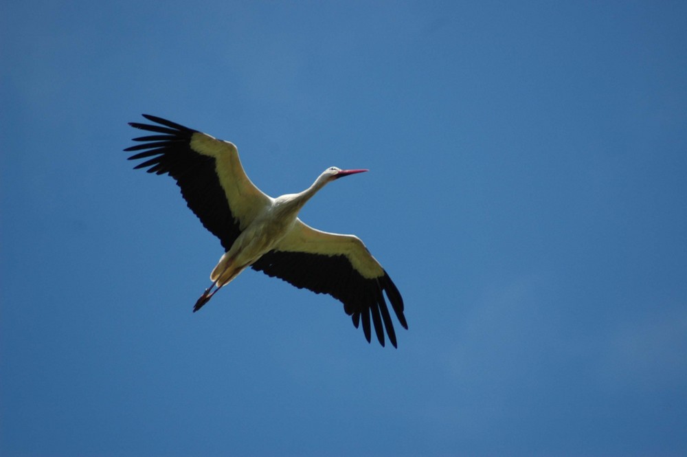 Vol de cigogne dans le ciel bleu