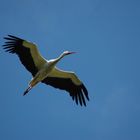 Vol de cigogne dans le ciel bleu