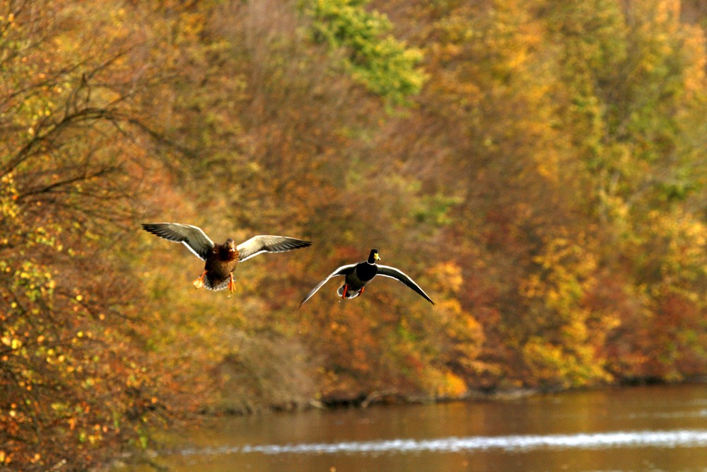 Vol de Colvert