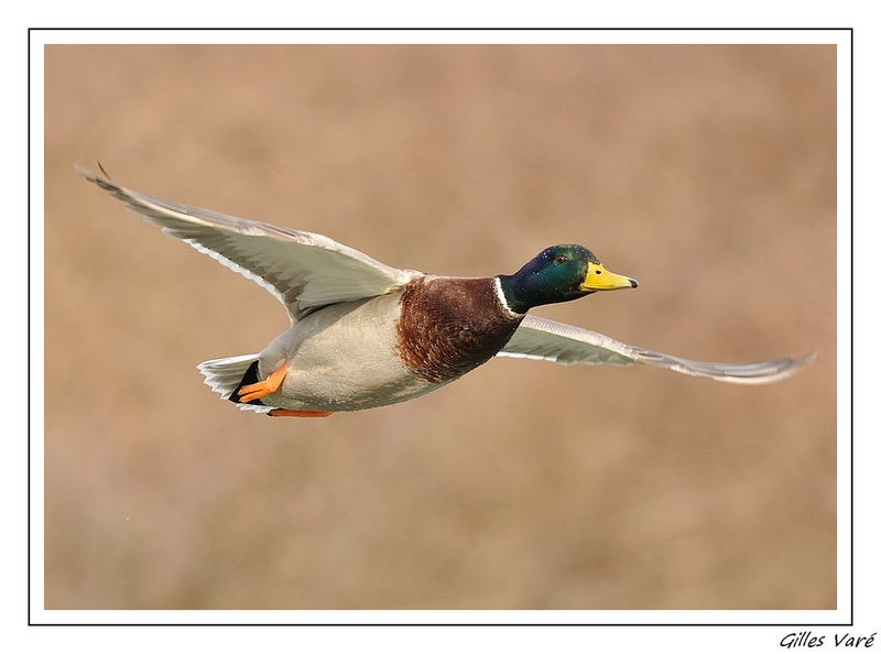 Vol de Colvert