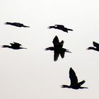 VOL DE CORMORANS