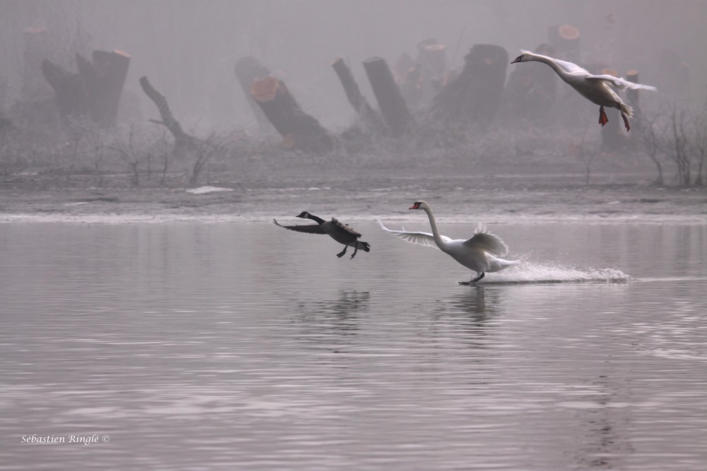 Vol de Cygnes