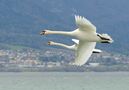 Oiseaux aux pieds palmés (cygnes, oies, canards, etc.)