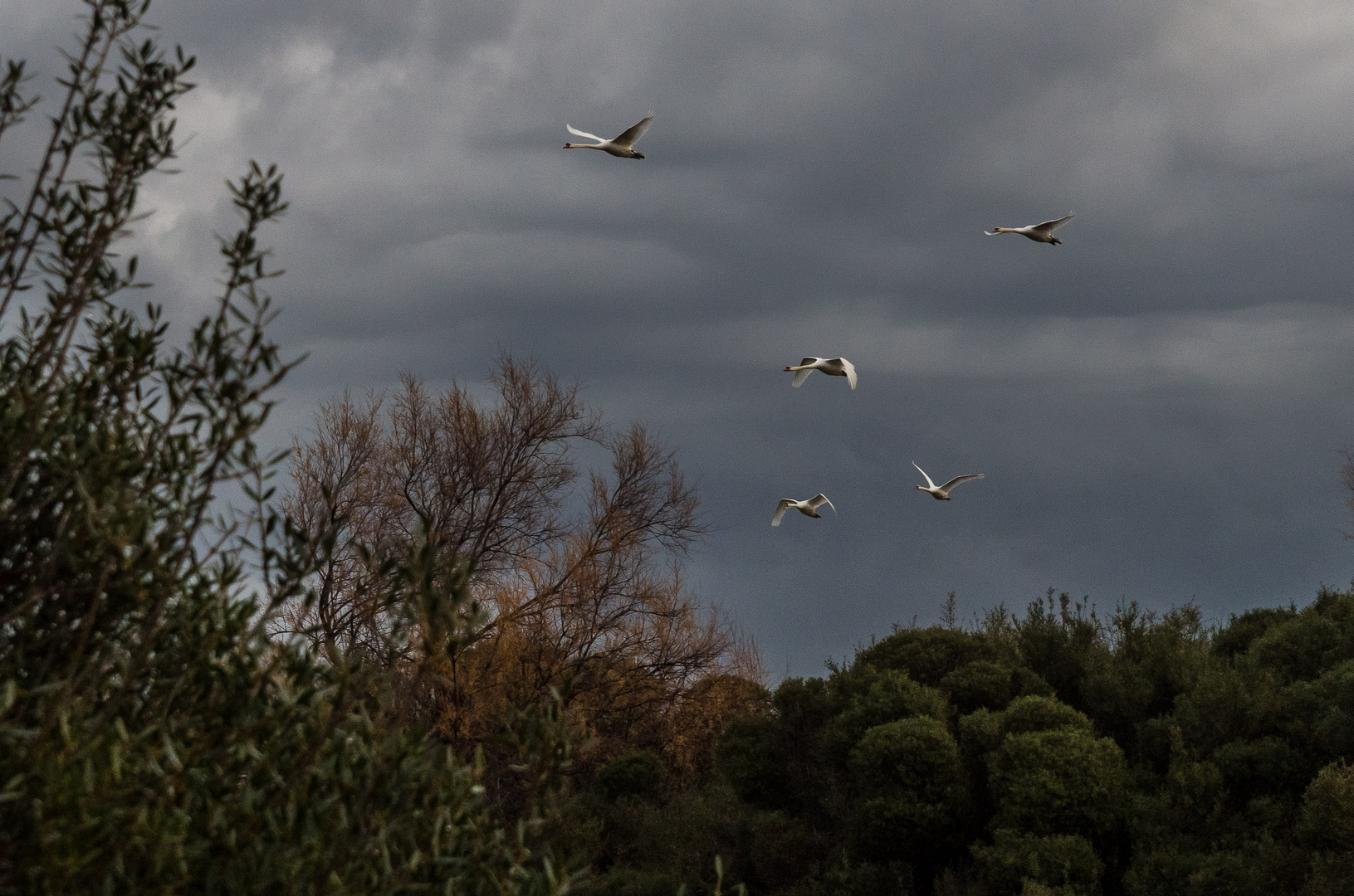 Vol de cygnes dans la lumière d'un petit matin camarguais