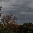 Vol de cygnes dans la lumière d'un petit matin camarguais