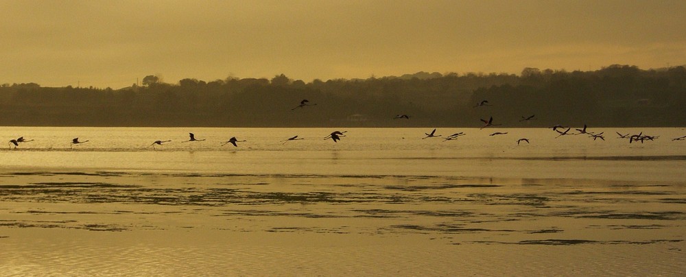 Vol de flamands sur l'Etang de Thau