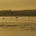 Vol de flamands sur l'Etang de Thau