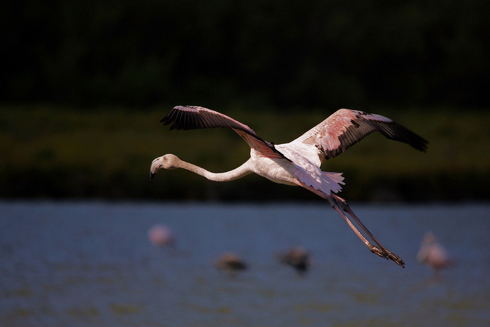 vol de flamant rose 2