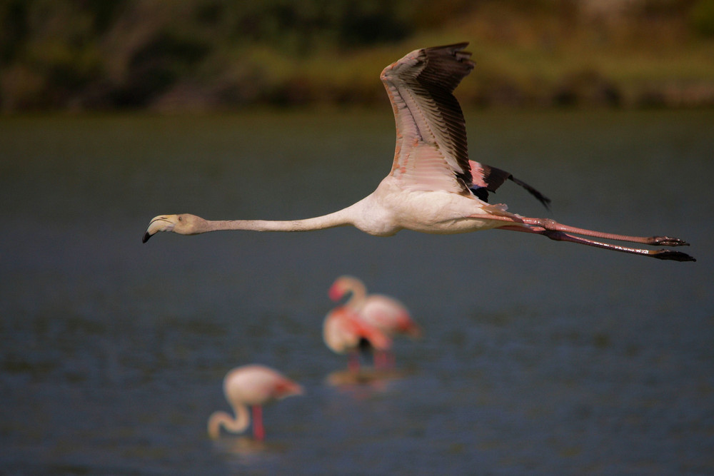 vol de flamant rose