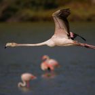 vol de flamant rose