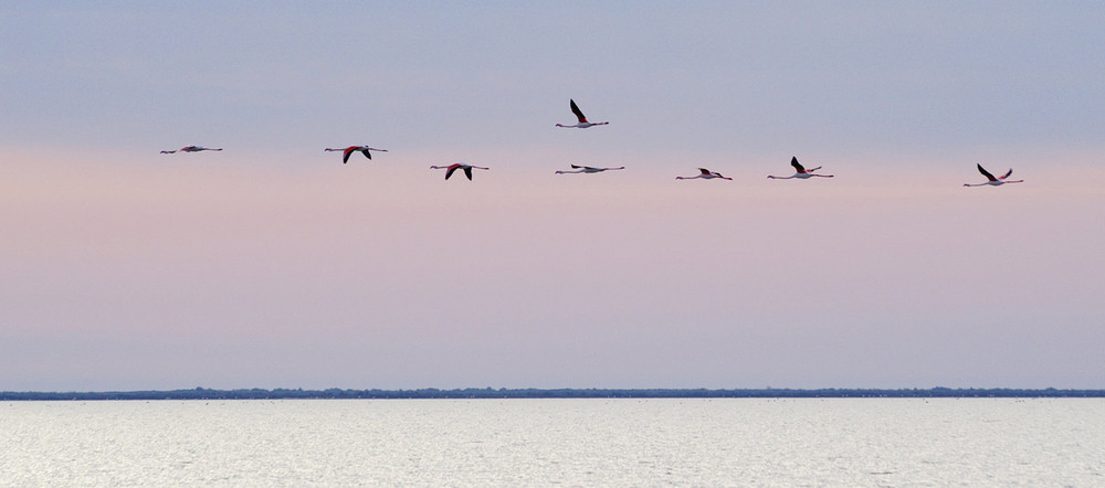 Vol de flamants au couchant en Camargue