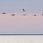 Vol de flamants au couchant en Camargue