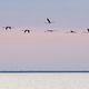 Vol de flamants au couchant en Camargue