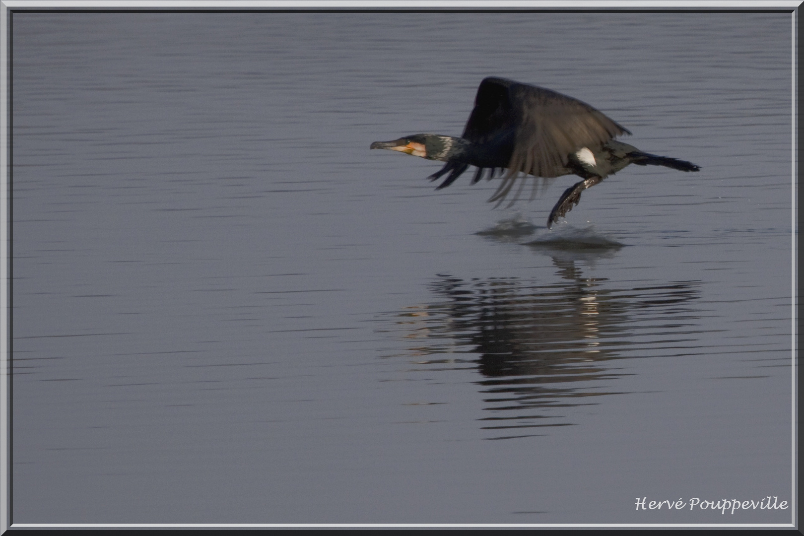 Vol de Grand cormoran 2