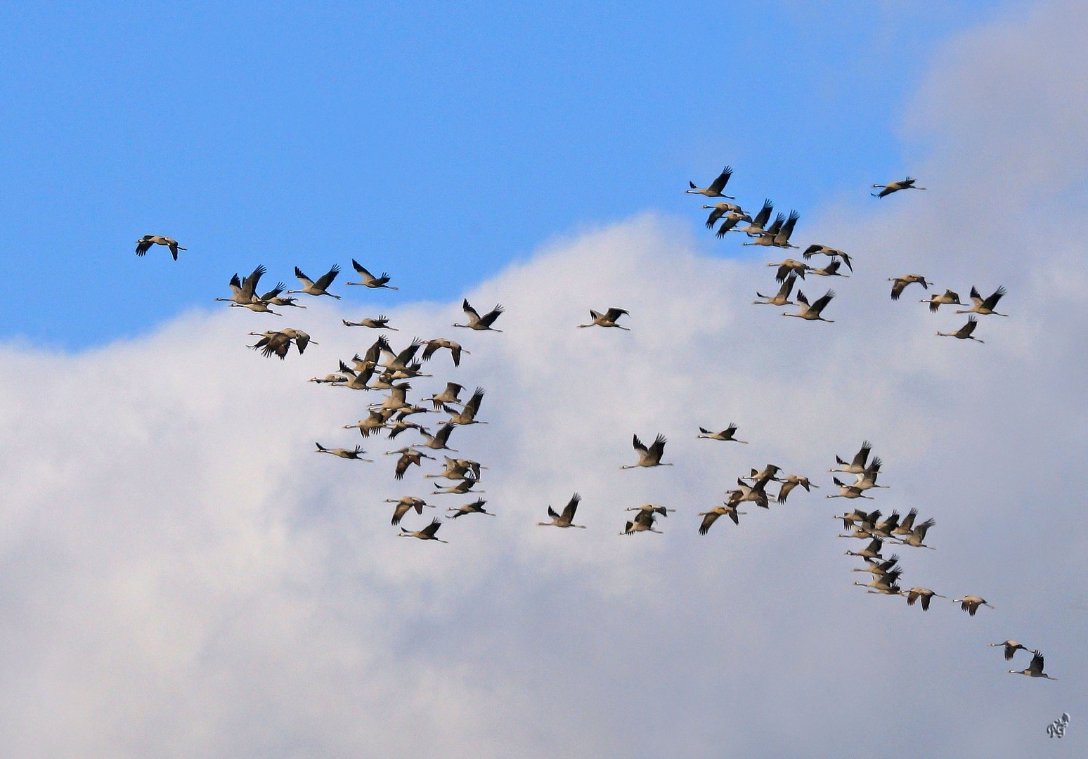 vol de grues .....