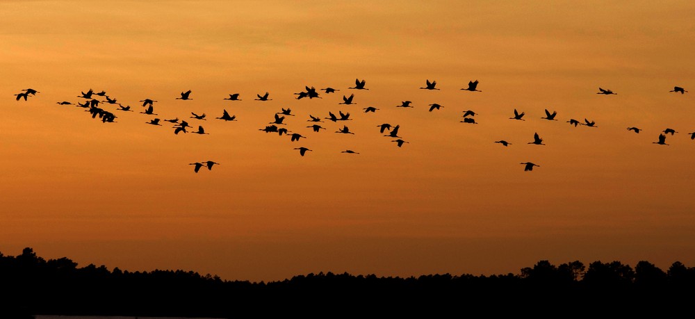 vol de grues au crépuscule