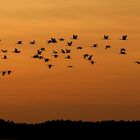 vol de grues au crépuscule