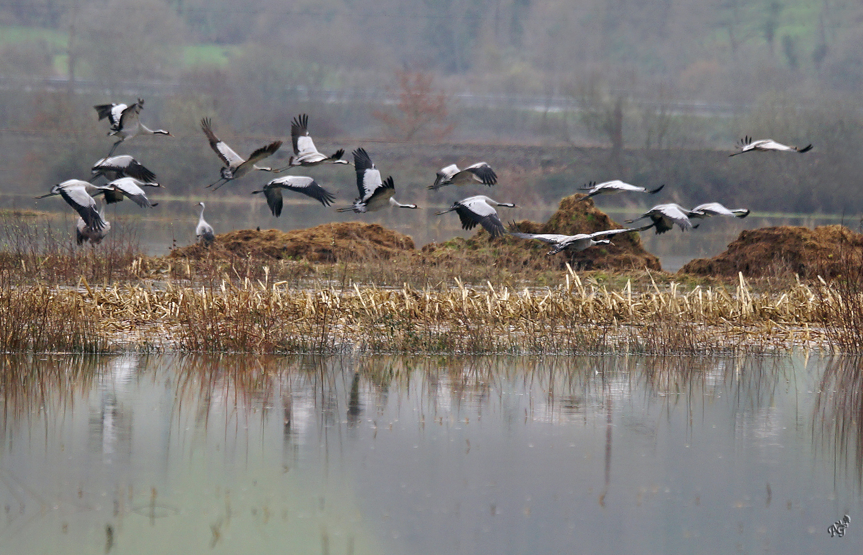 Vol de grues au dessus des terres inondées