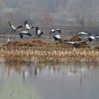 Vol de grues au dessus des terres inondées