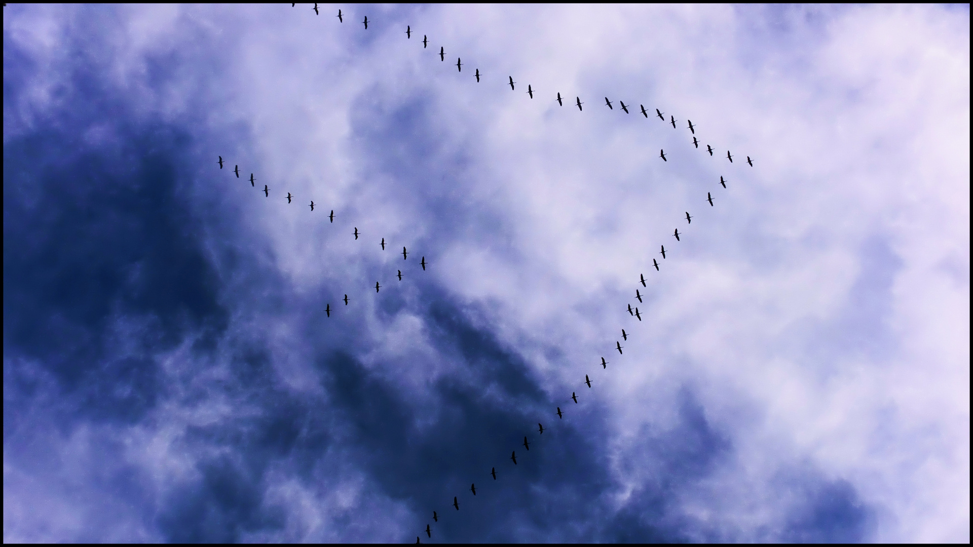 Vol de Grues Cendrées