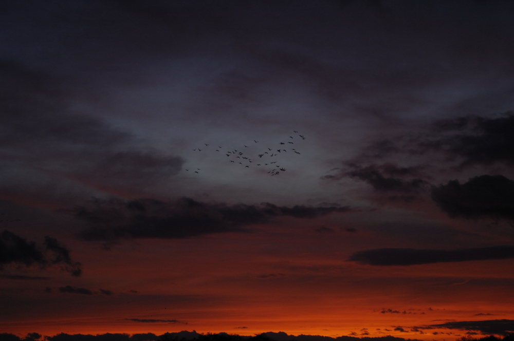 Vol de Grues dans un ciel flamboyant