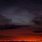 Vol de Grues dans un ciel flamboyant