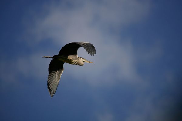 vol de héron cendré 3