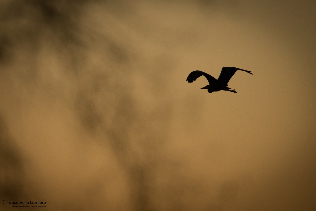 Vol de Héron Cendré au crépuscule