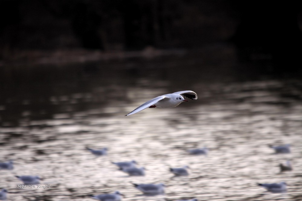 Vol de la mouette