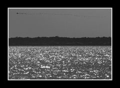 " Vol de migrateurs sur le bassin d'Arcachon "